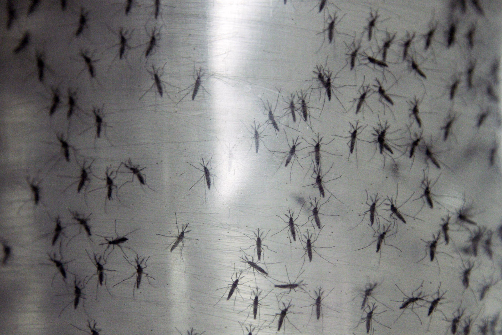 Insect control